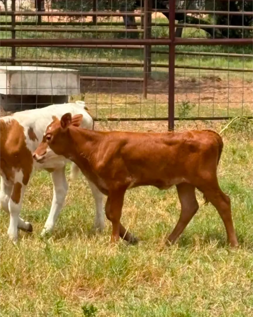 Quality livestock 