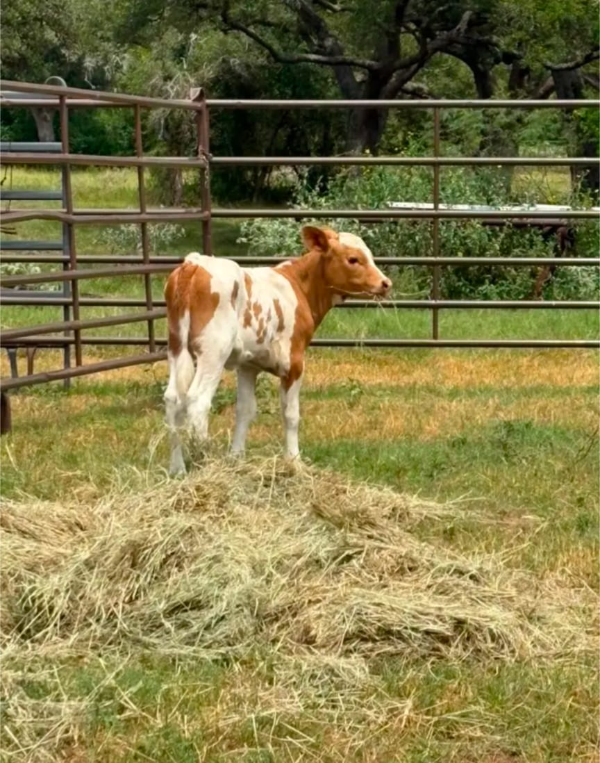 Quality livestock  2