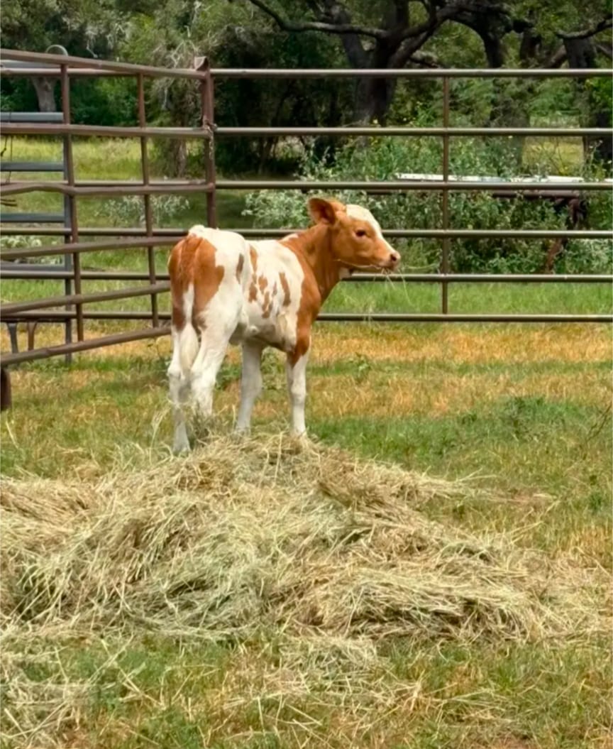 Quality livestock  3