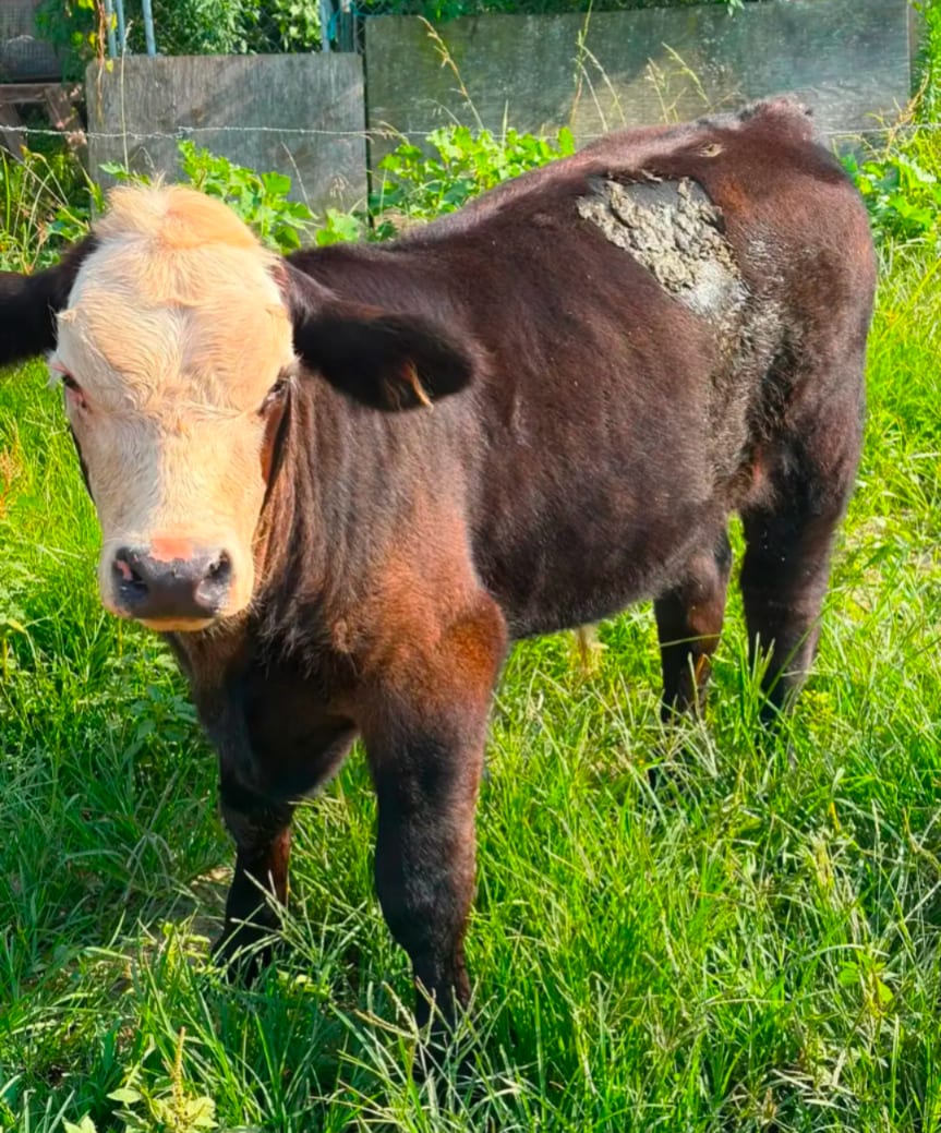 Quality livestock  2