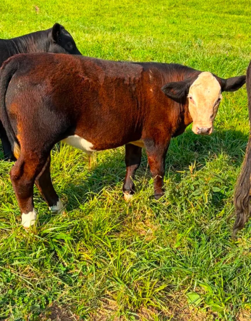 Livestock producer good quality  2