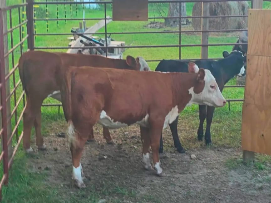 Livestock producer good quality  3
