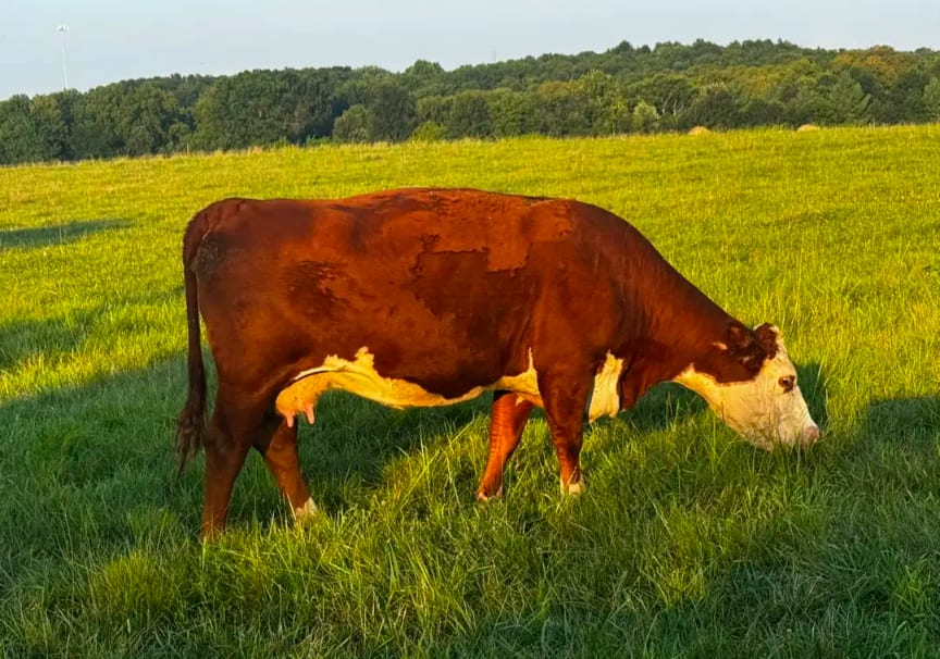 Livestock products 
