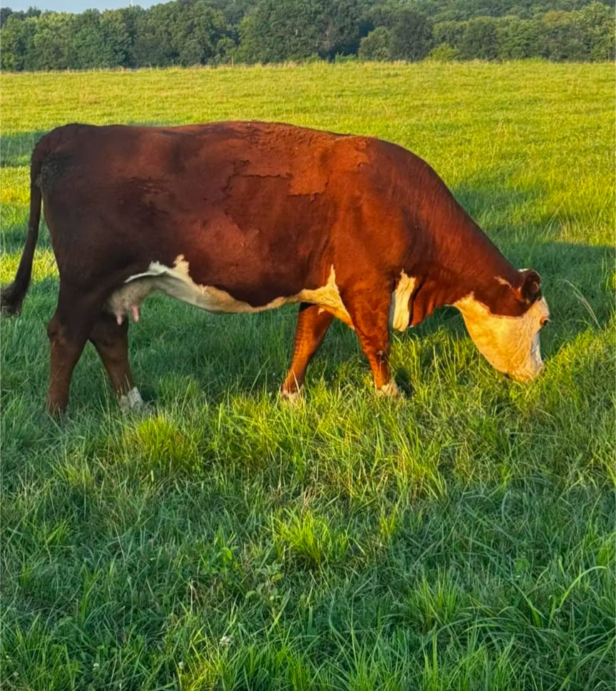 Livestock products  2