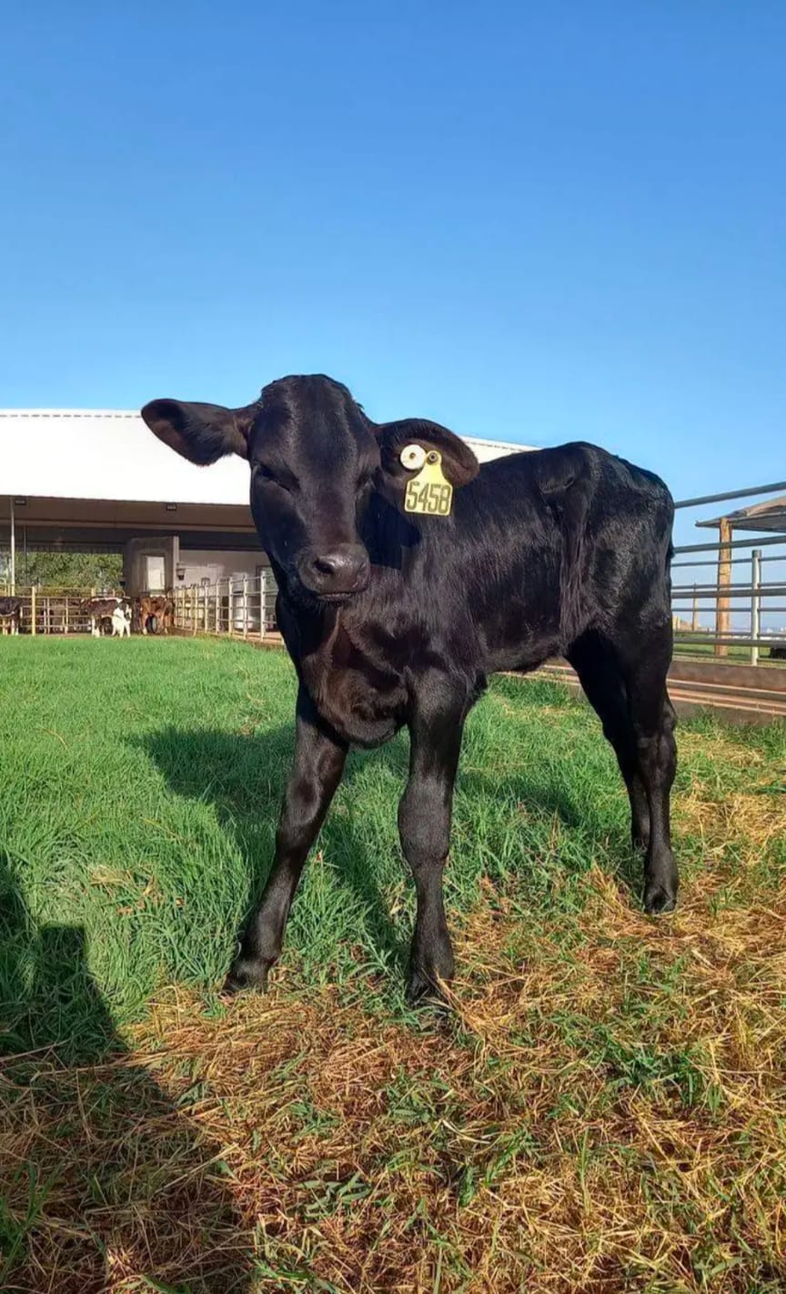 Robert livestock producer 