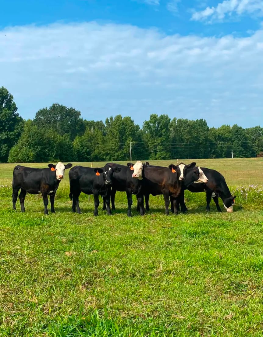 Robert livestock producer  2