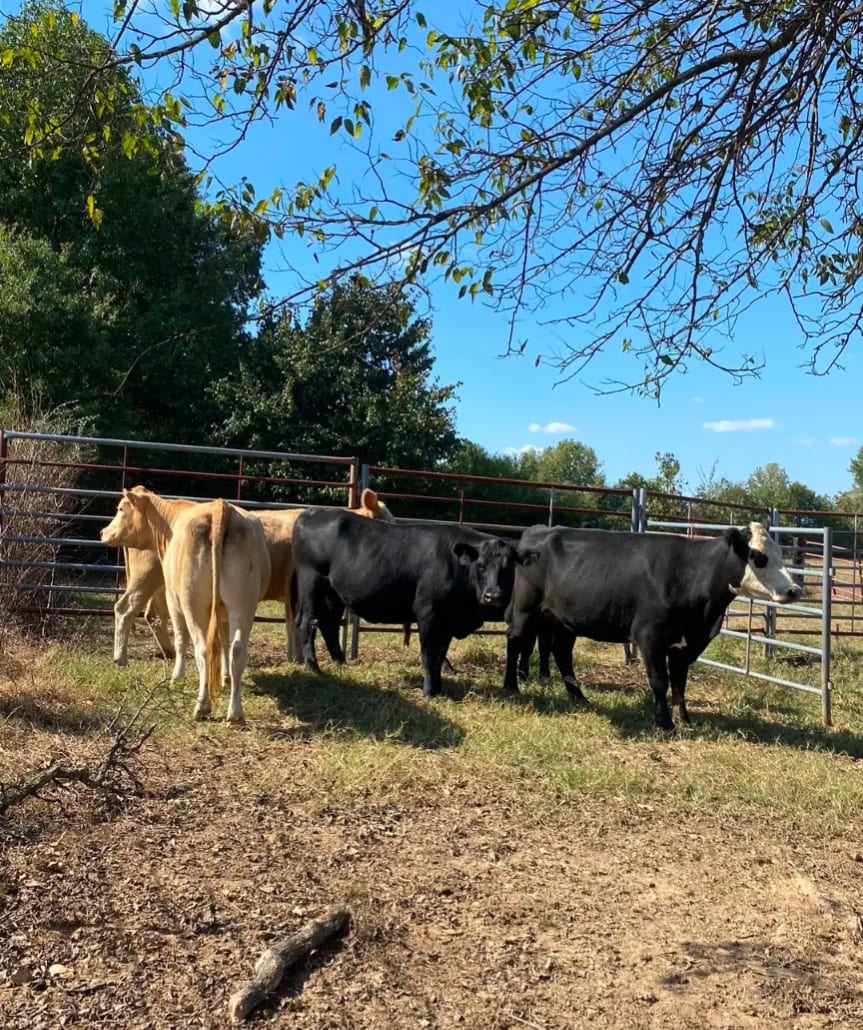Robert livestock producer  3