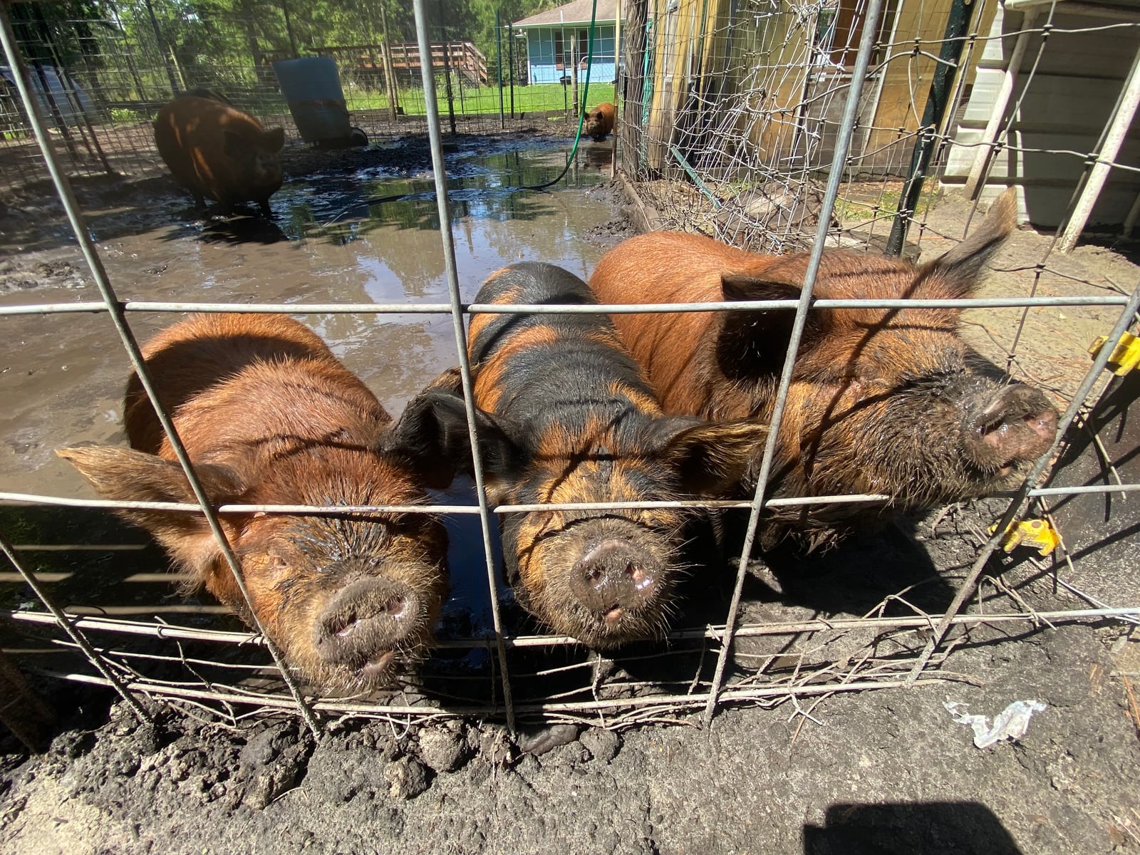 Kune-Kune Piglets 