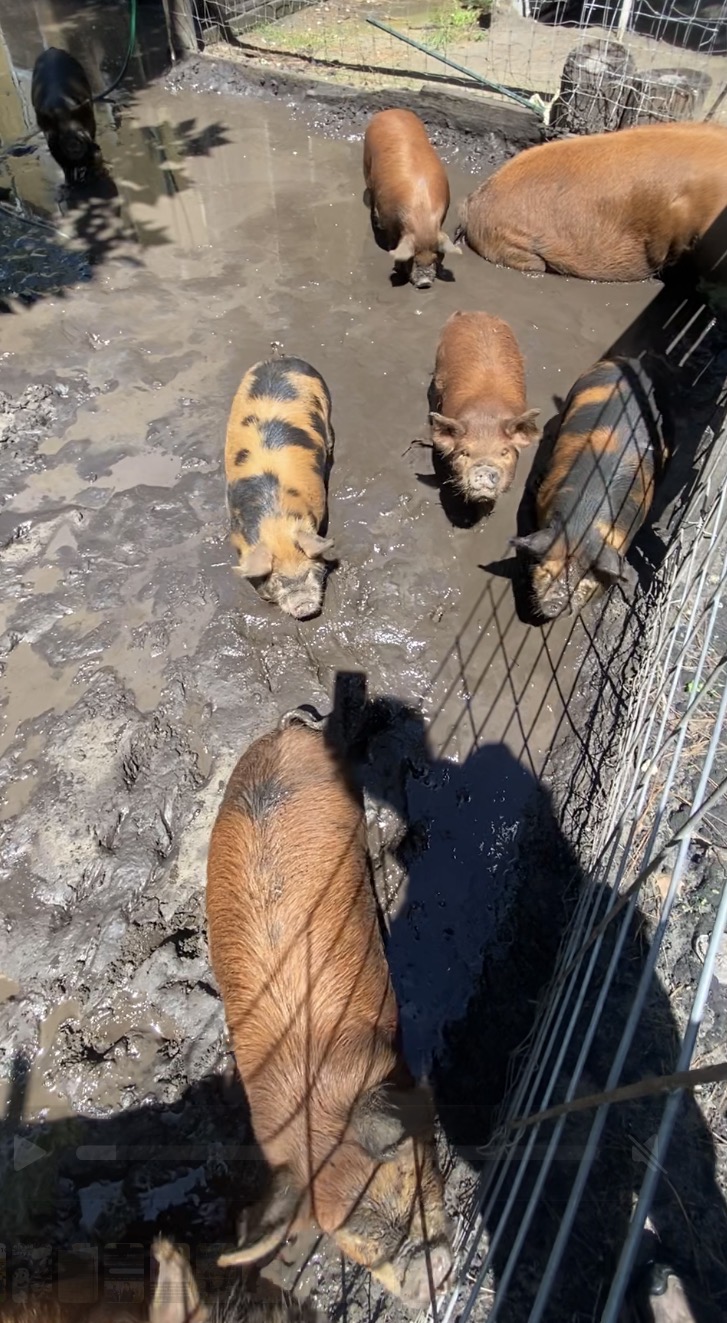 Kune-Kune Piglets  2