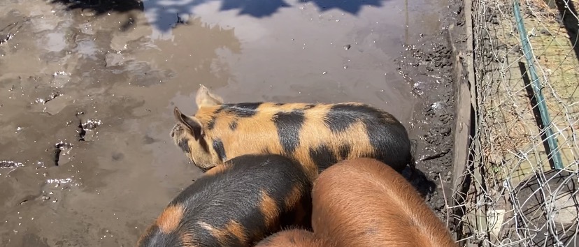 Kune-Kune Piglets  3
