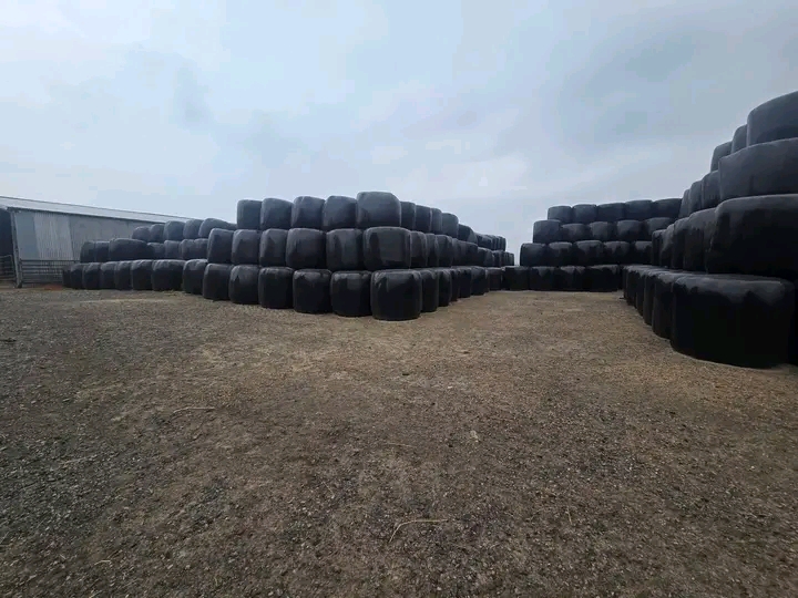 Hay