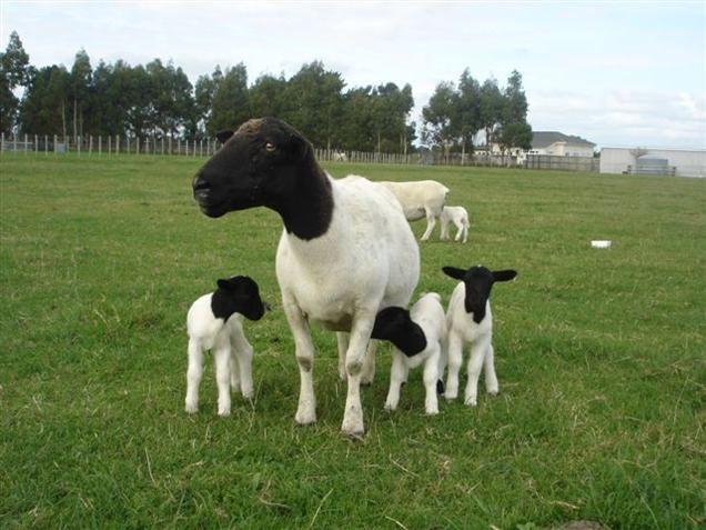  Fresh farm produce, healthy Sheep for sale