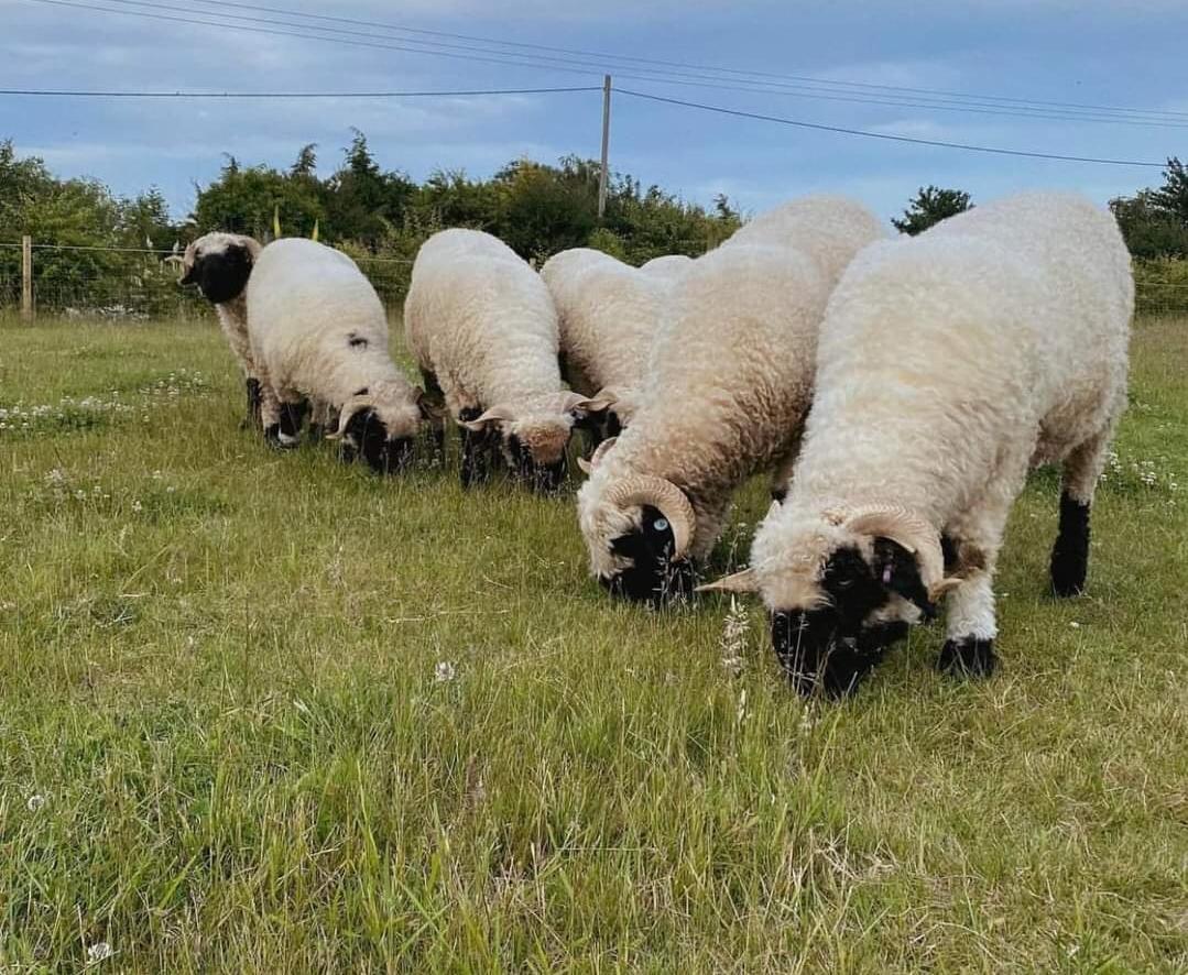  Fresh farm produce, healthy Sheep for sale 4