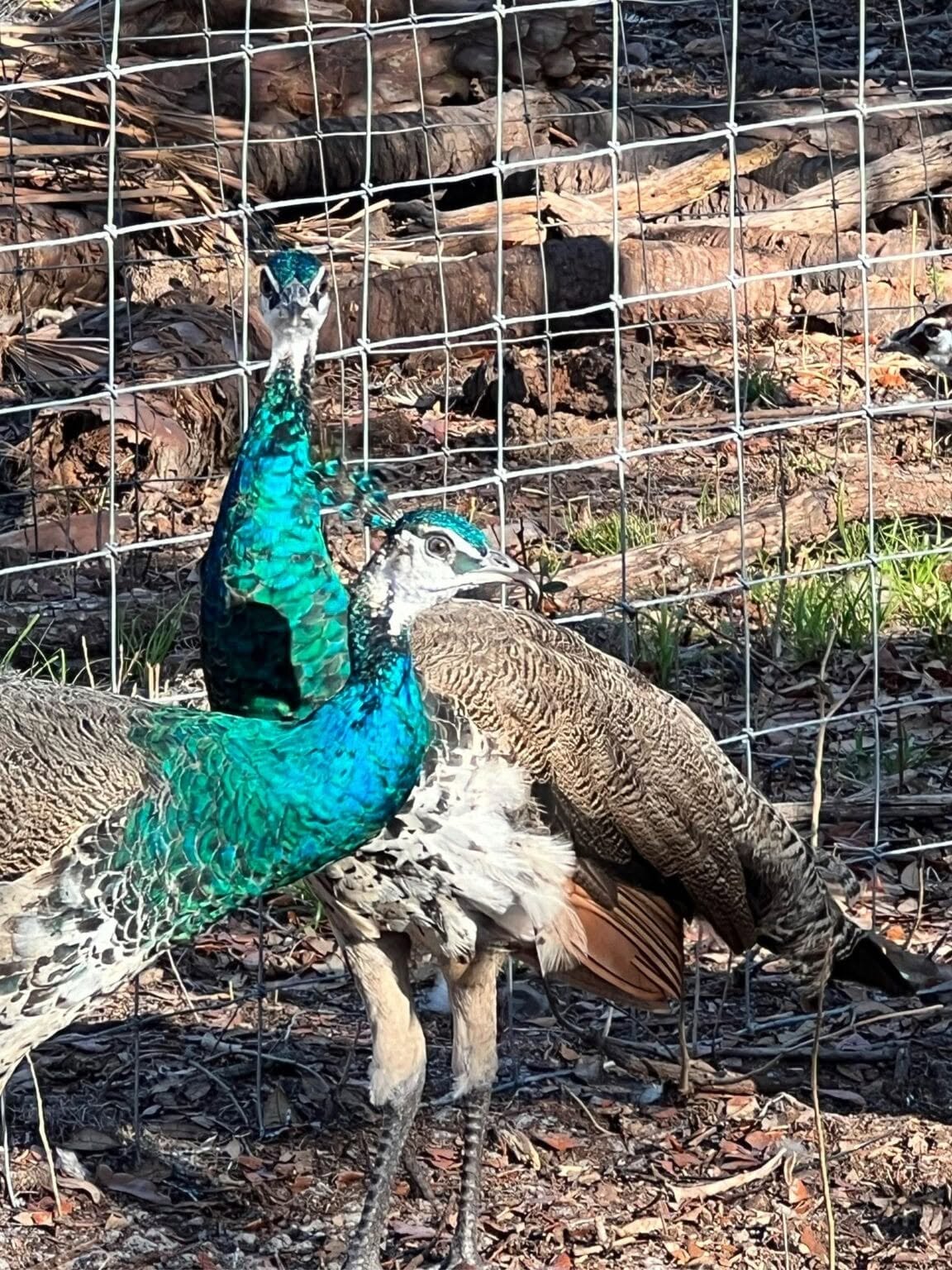 PEACOCKS FOR SALE
