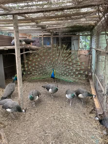 PEACOCKS FOR SALE 2