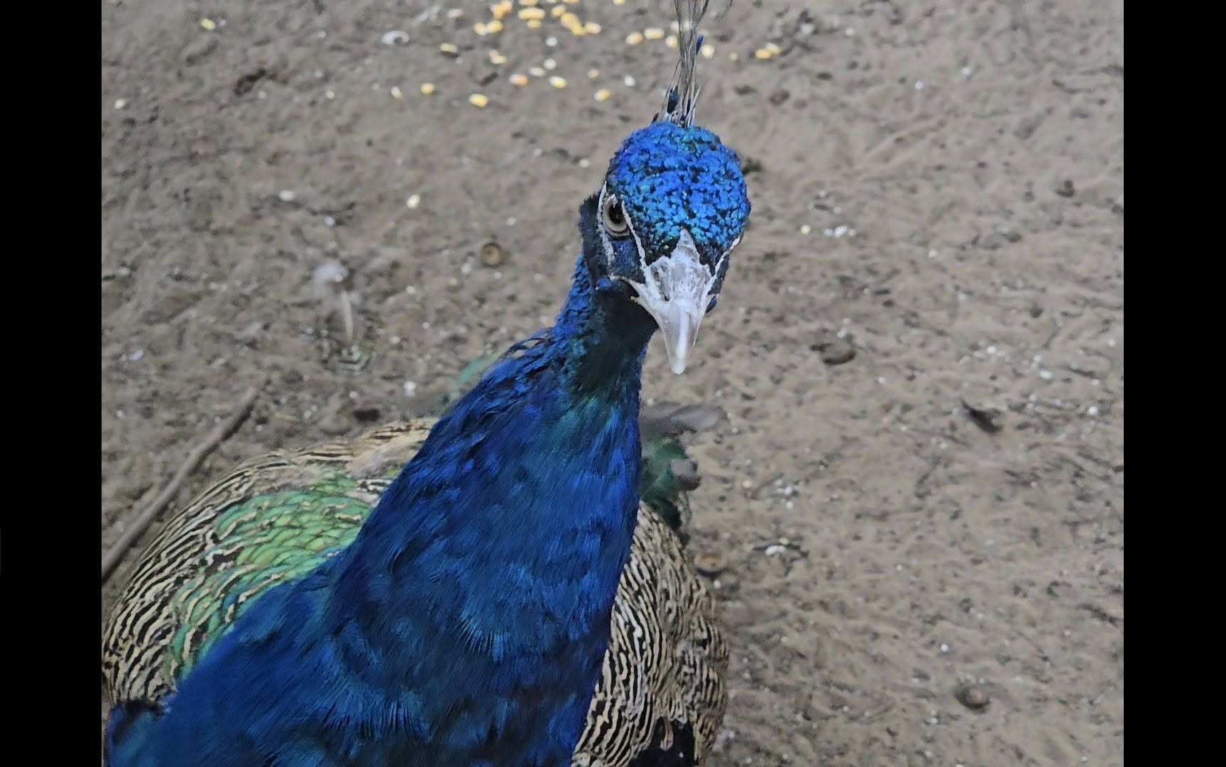 PEACOCKS FOR SALE 3