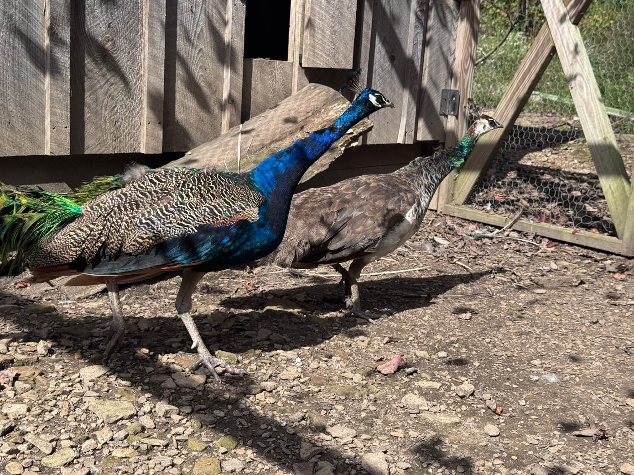 PEACOCKS FOR SALE 4