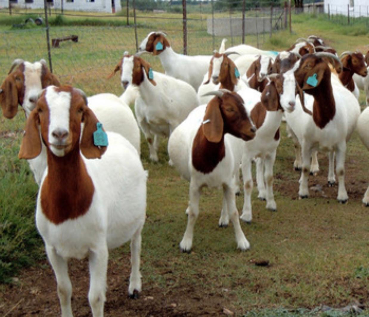 Healthy cattle, goats and sheep from carefully managed flocks and herds for sales