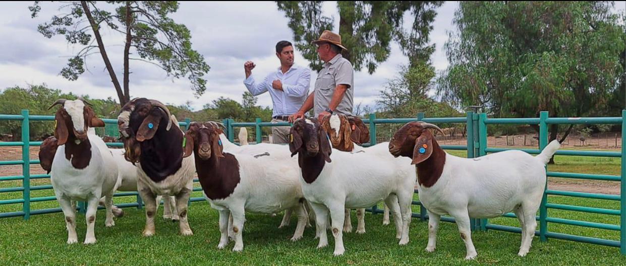 Healthy cattle, goats and sheep from carefully managed flocks and herds for sales 2