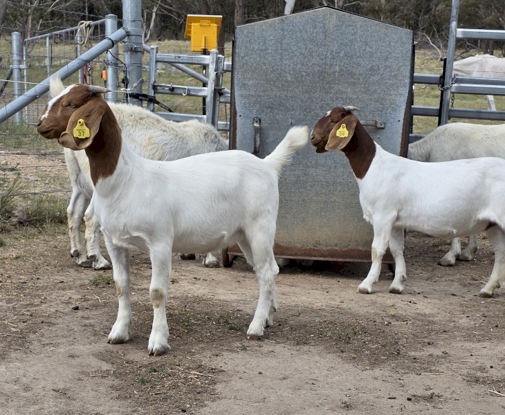 Healthy cattle, goats and sheep from carefully managed flocks and herds for sales 3