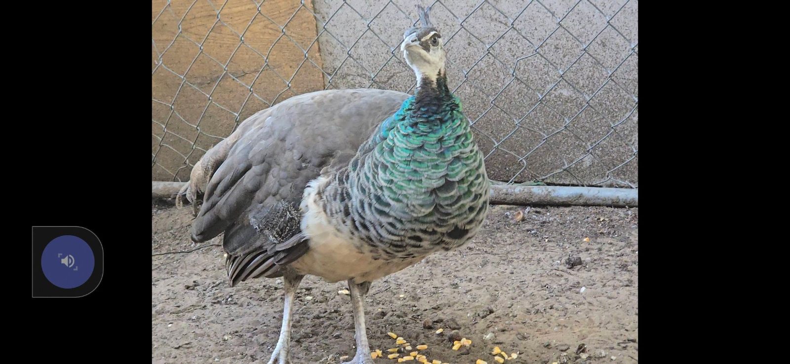 PEACOCKS, PEAFOWL & CHICKS FOR SALE
