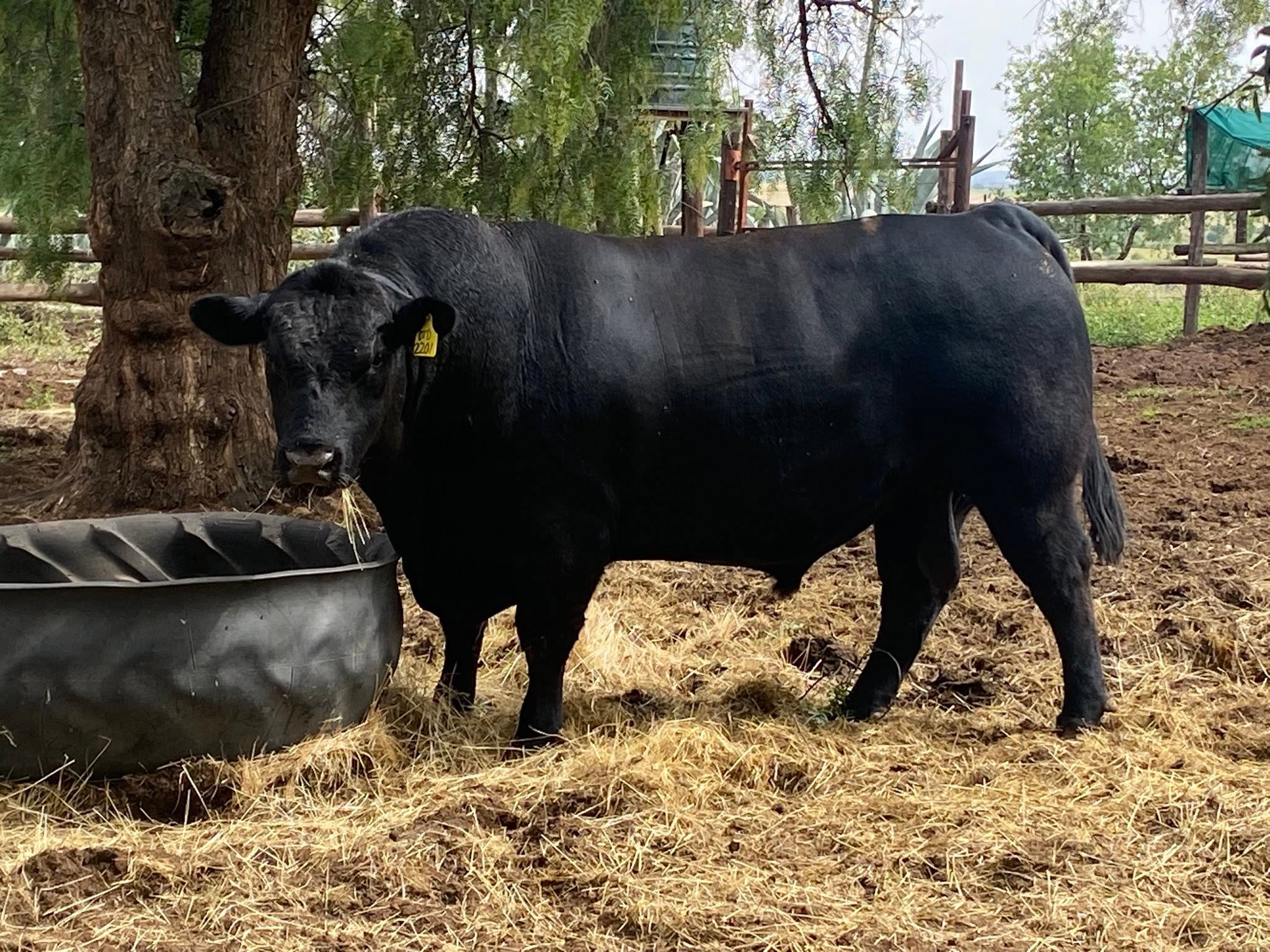 Black Angus Bulls for Sale – Quality Breeding Stock