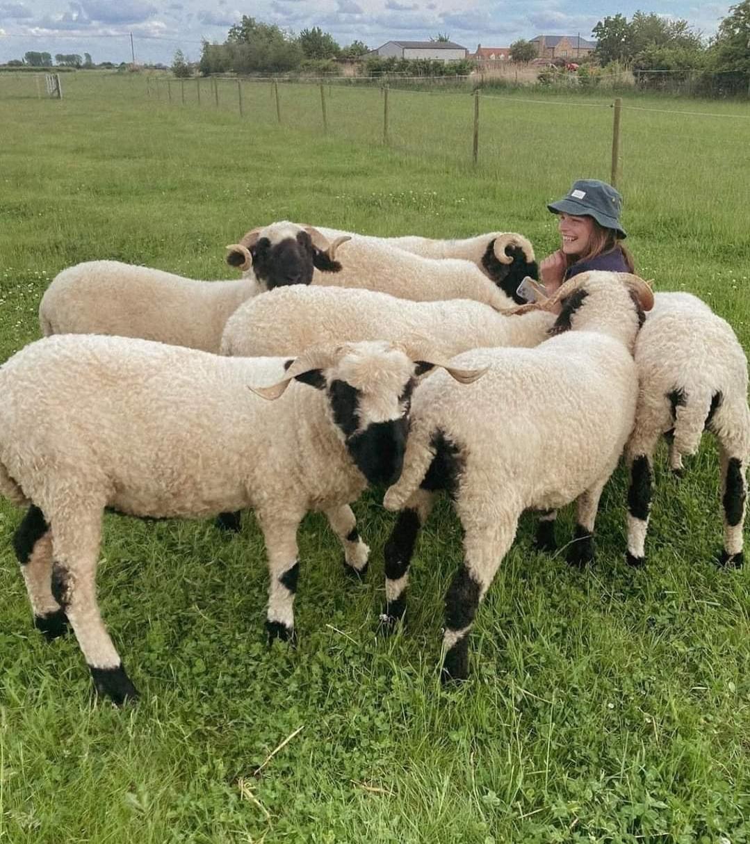 Quality sheep available for sale for breeding, commercial production, and meat operations.
