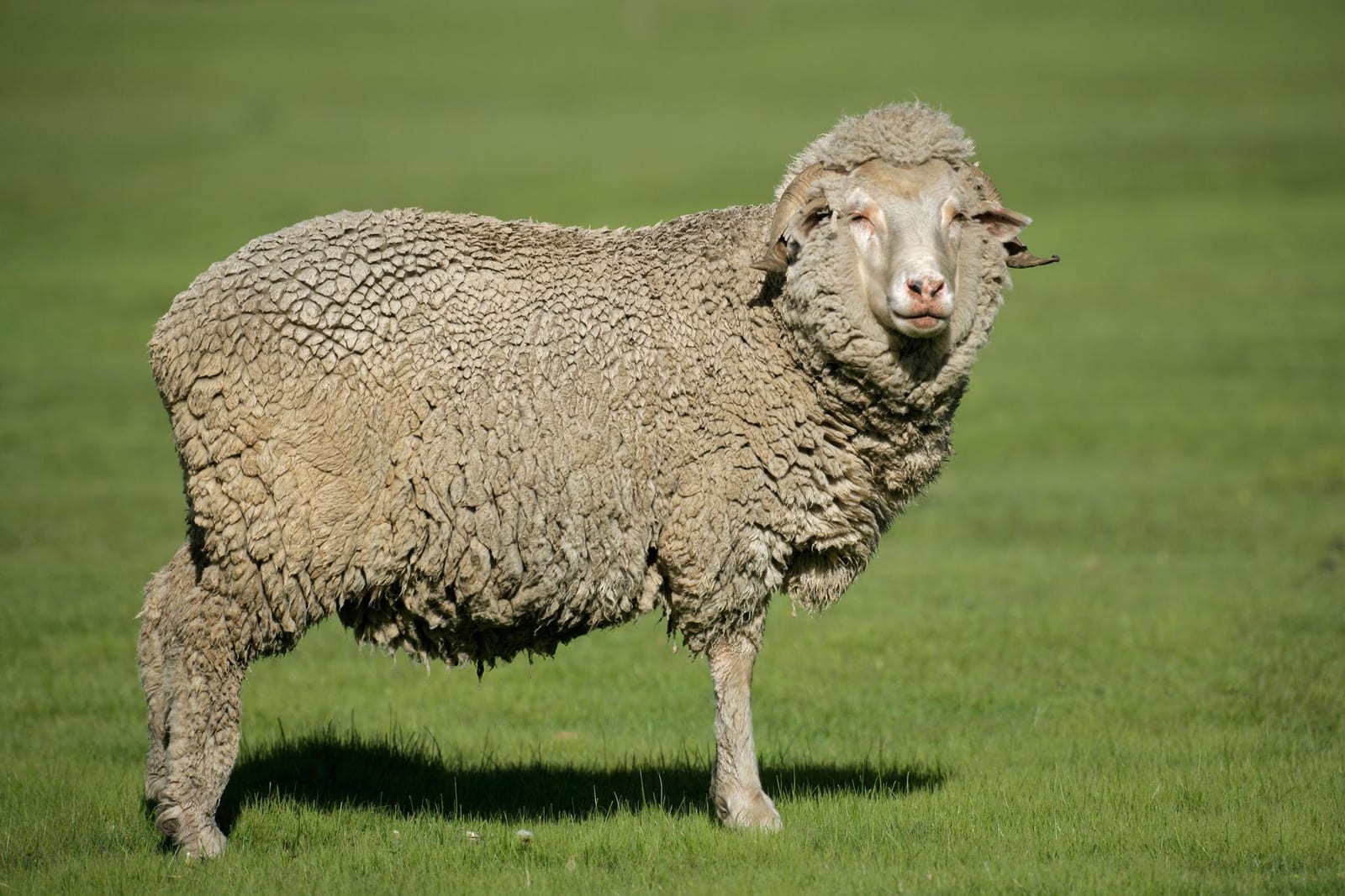Quality sheep available for sale for breeding, commercial production, and meat operations. 2