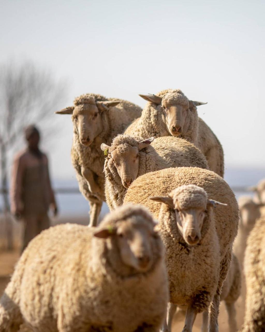 Quality sheep available for sale for breeding, commercial production, and meat operations. 3