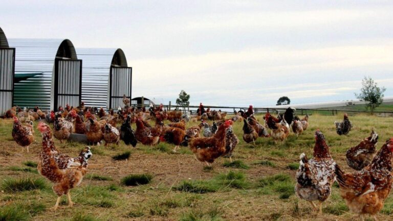 Well-raised chickens with excellent health and good temperament , for sale