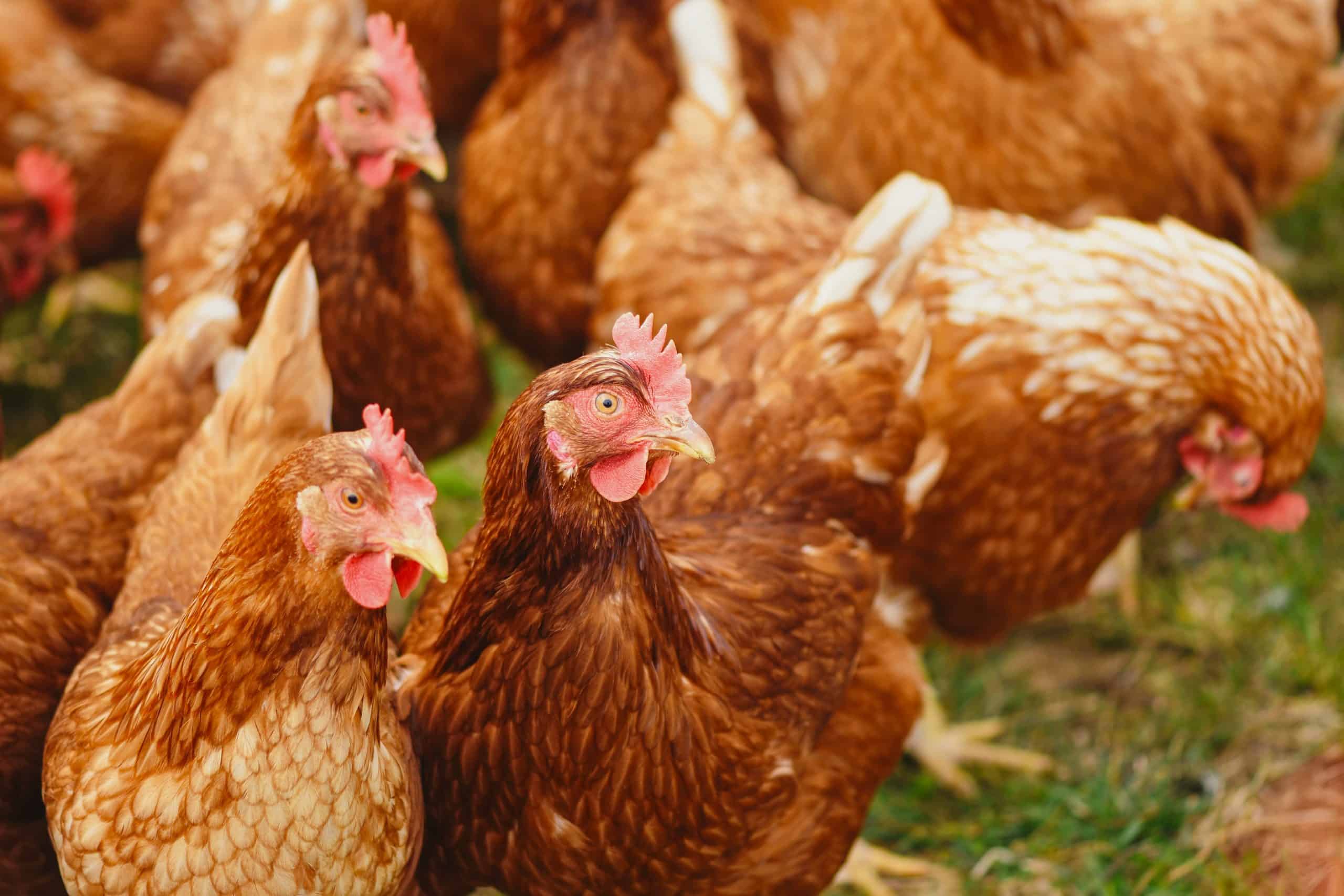 Well-raised chickens with excellent health and good temperament , for sale 2