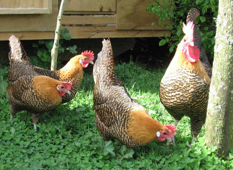 Well-raised chickens with excellent health and good temperament , for sale 3