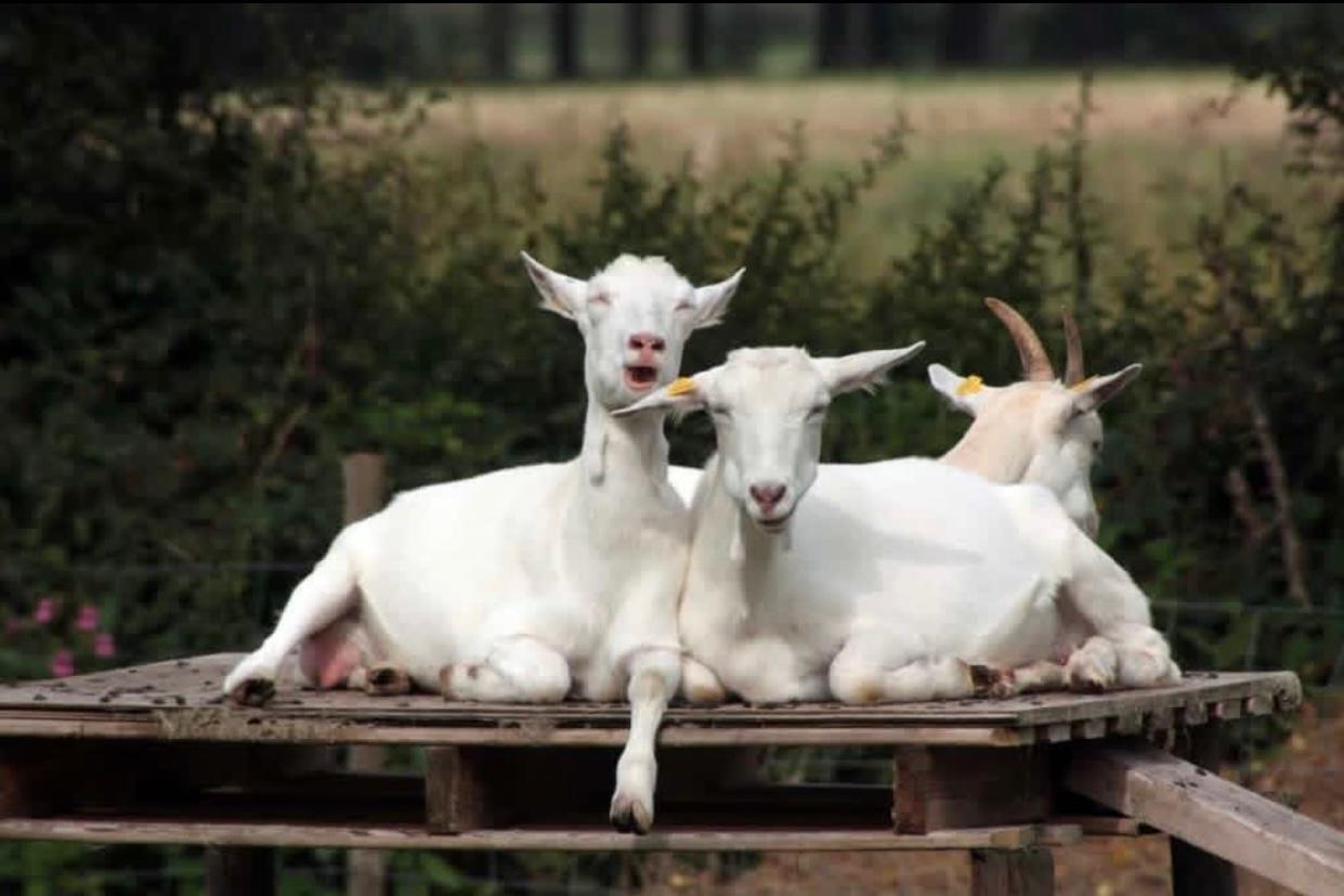 Saanen Goat for Sale