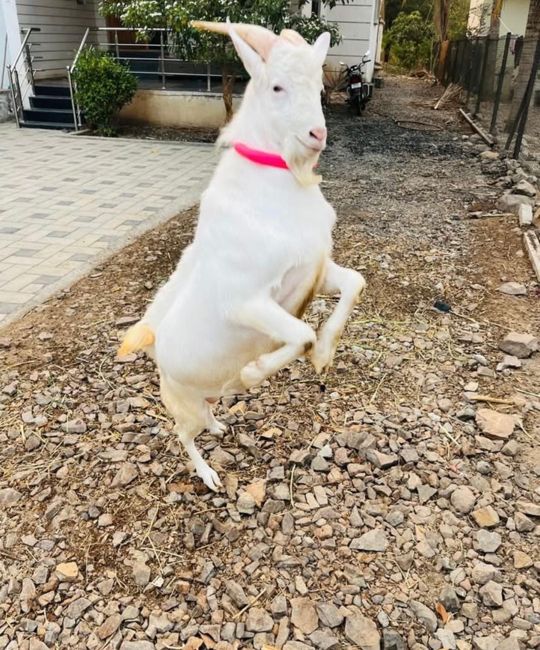 Saanen Goat for Sale 2
