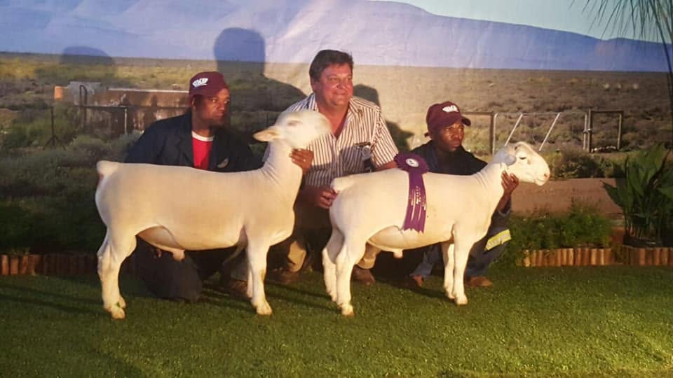 Saanen Goat for Sale