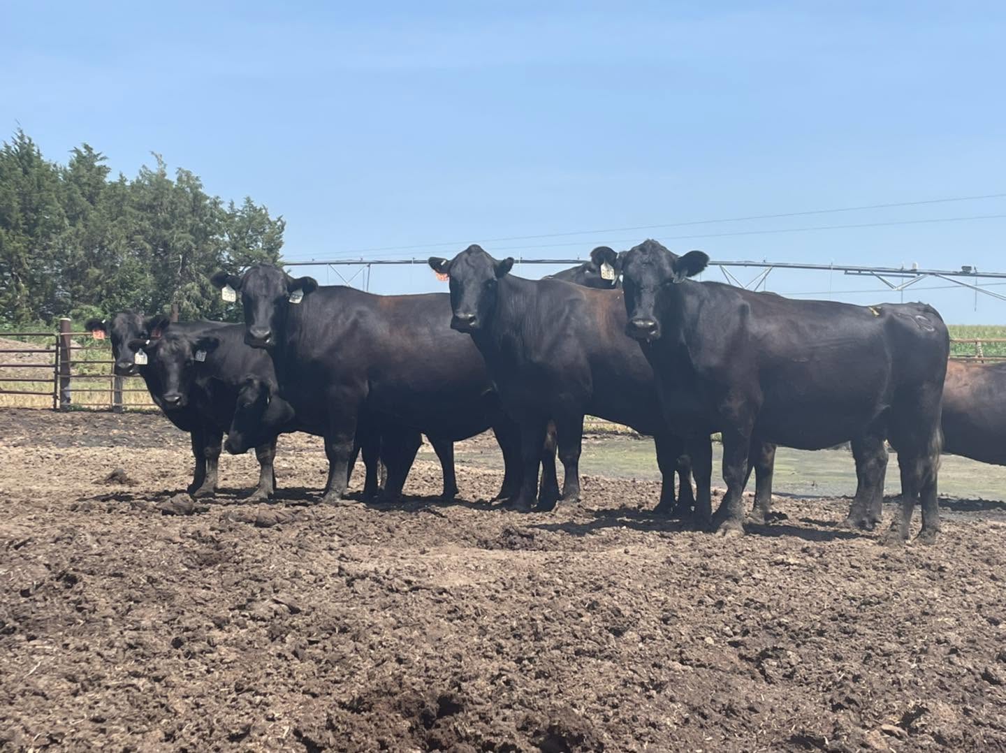Black Angus Bulls for Sale – Quality Breeding Stock