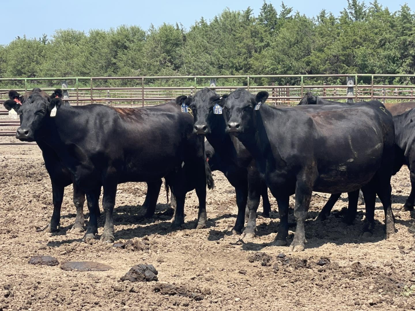 Black Angus Bulls for Sale – Quality Breeding Stock 3