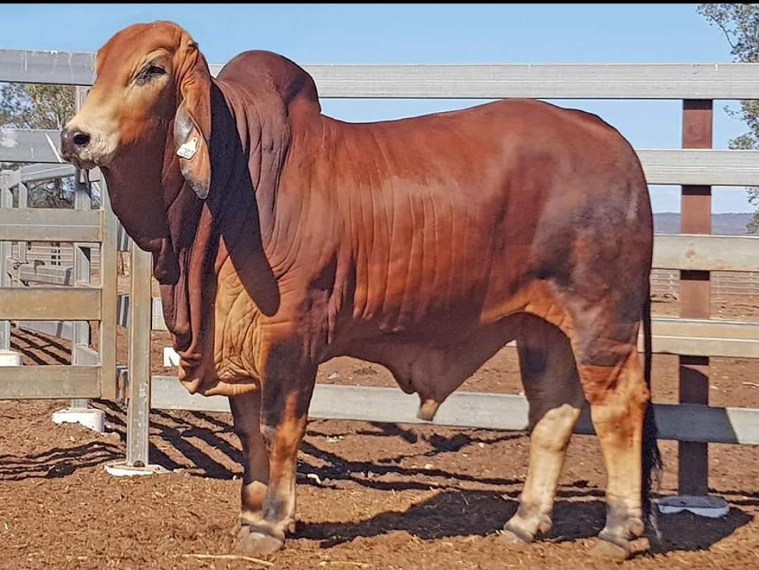 Healthy cattle, goats and sheep from carefully managed flocks and herds for sale