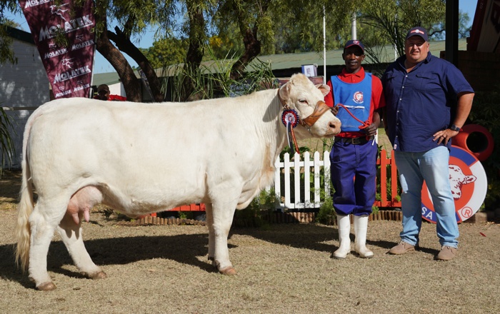 Healthy cattle, goats and sheep from carefully managed flocks and herds for sale 3
