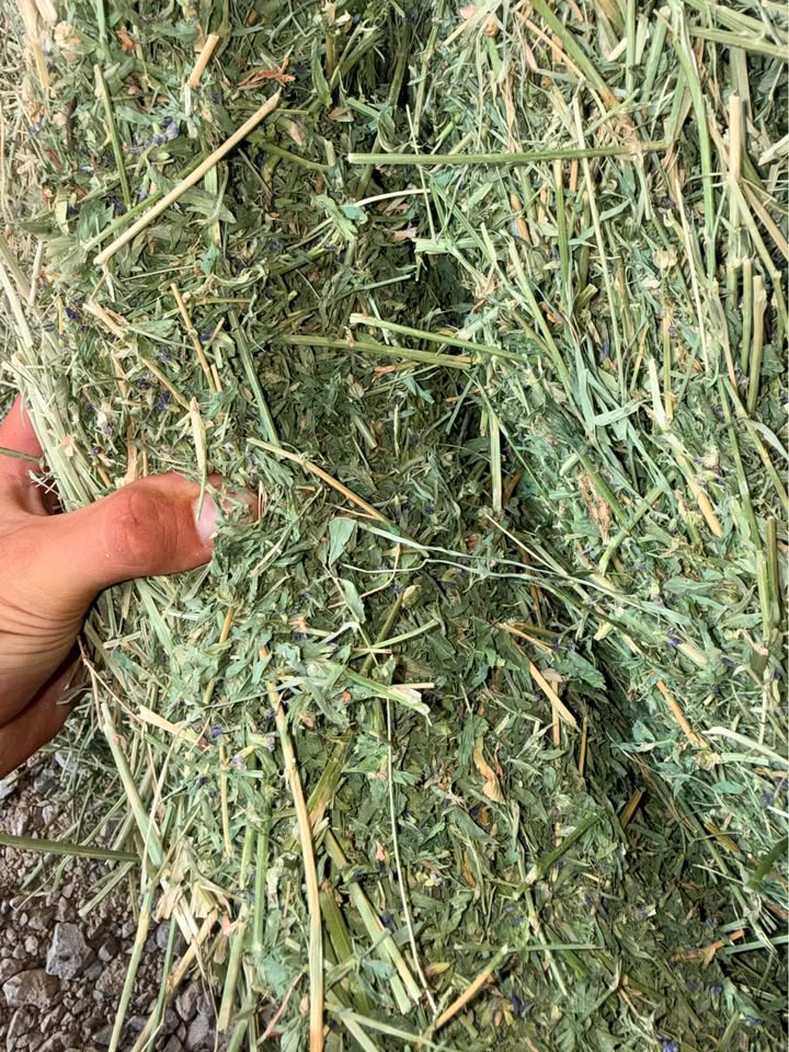 PREMIUM ALFALFA HAY FOR SALE πΎπ΄π