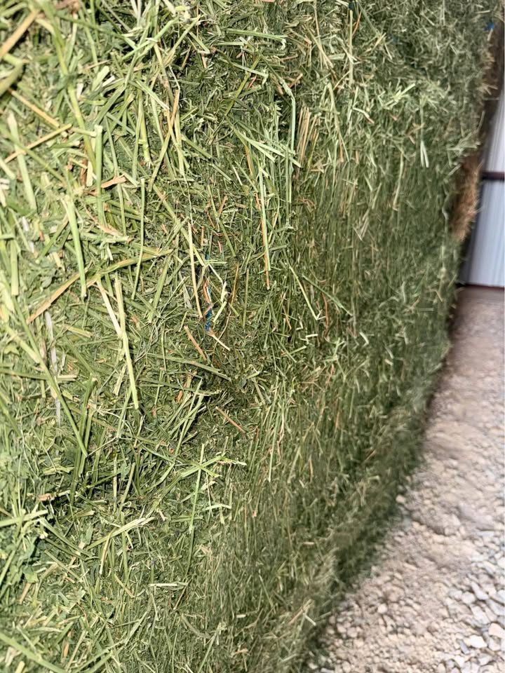 PREMIUM ALFALFA HAY FOR SALE 🌾🐴🐄 2