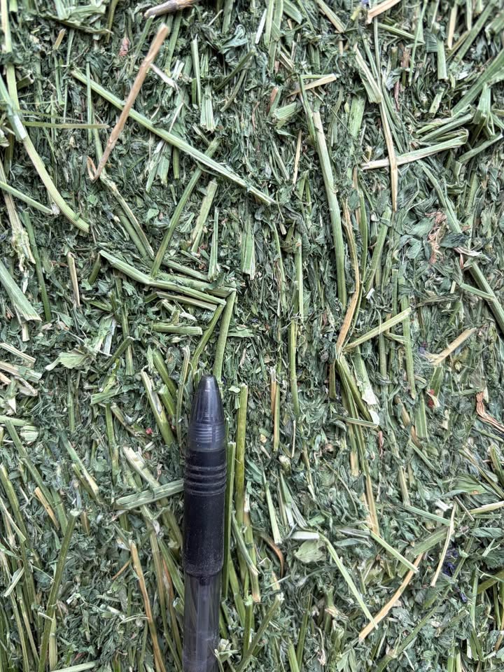 PREMIUM ALFALFA HAY FOR SALE 🌾🐴🐄 4
