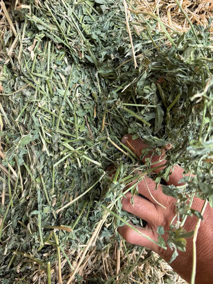 PREMIUM ALFALFA HAY FOR SALE 🌾🐴🐄 5