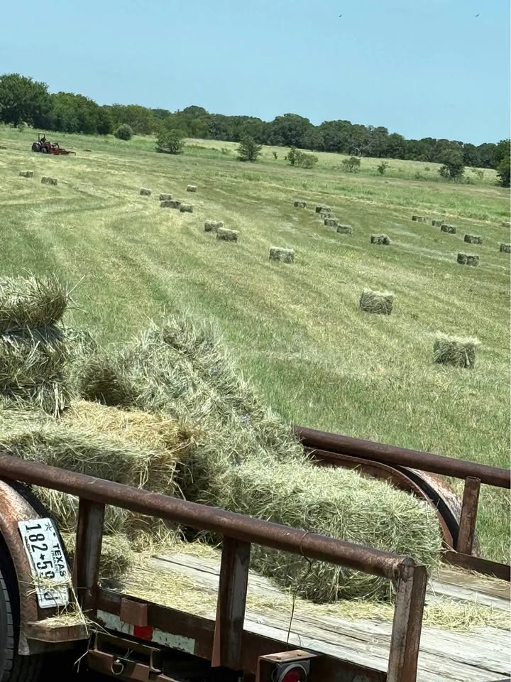 PREMIUM ALFALFA HAY FOR SALE 🌾🐴🐄 6