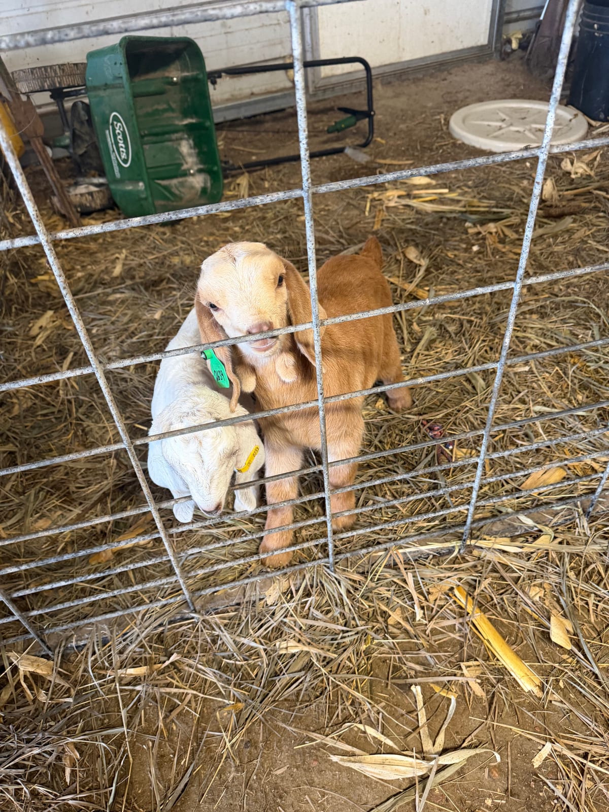 Bottle goats