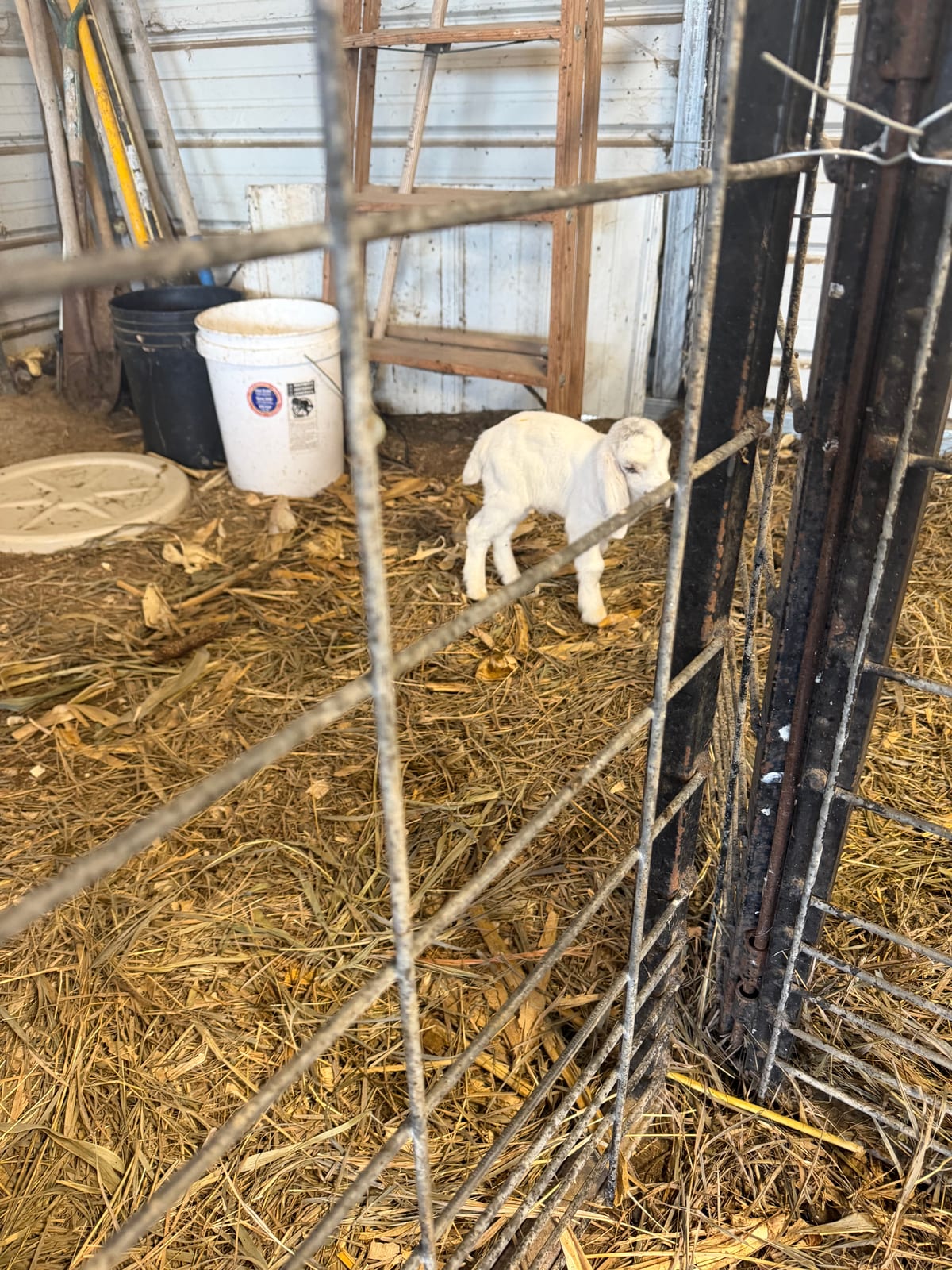 Bottle goats 2