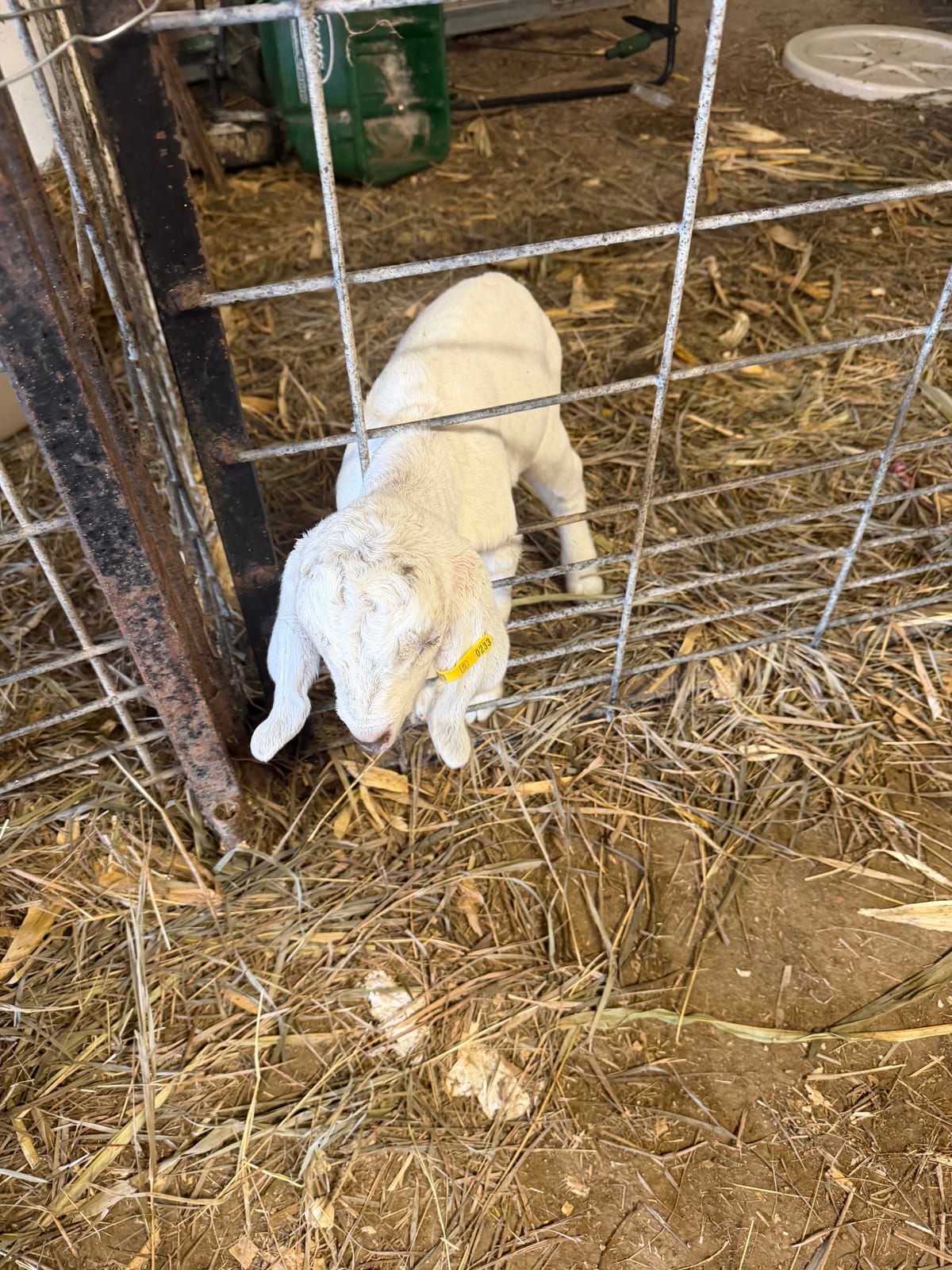 Bottle goats 3