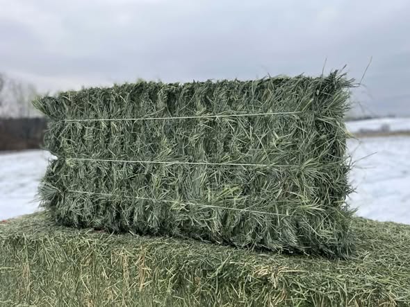 Teff Hay