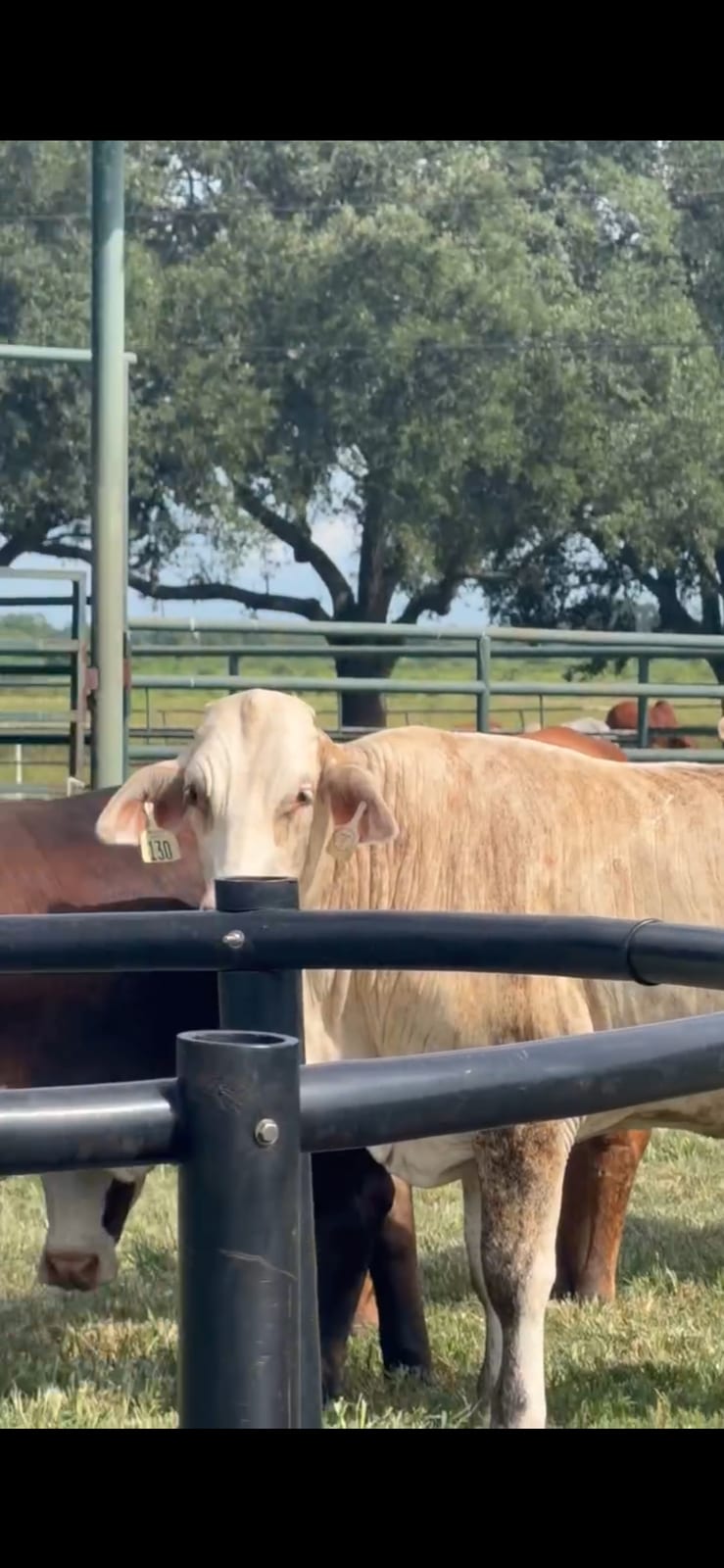 Tiga strip heifers 
