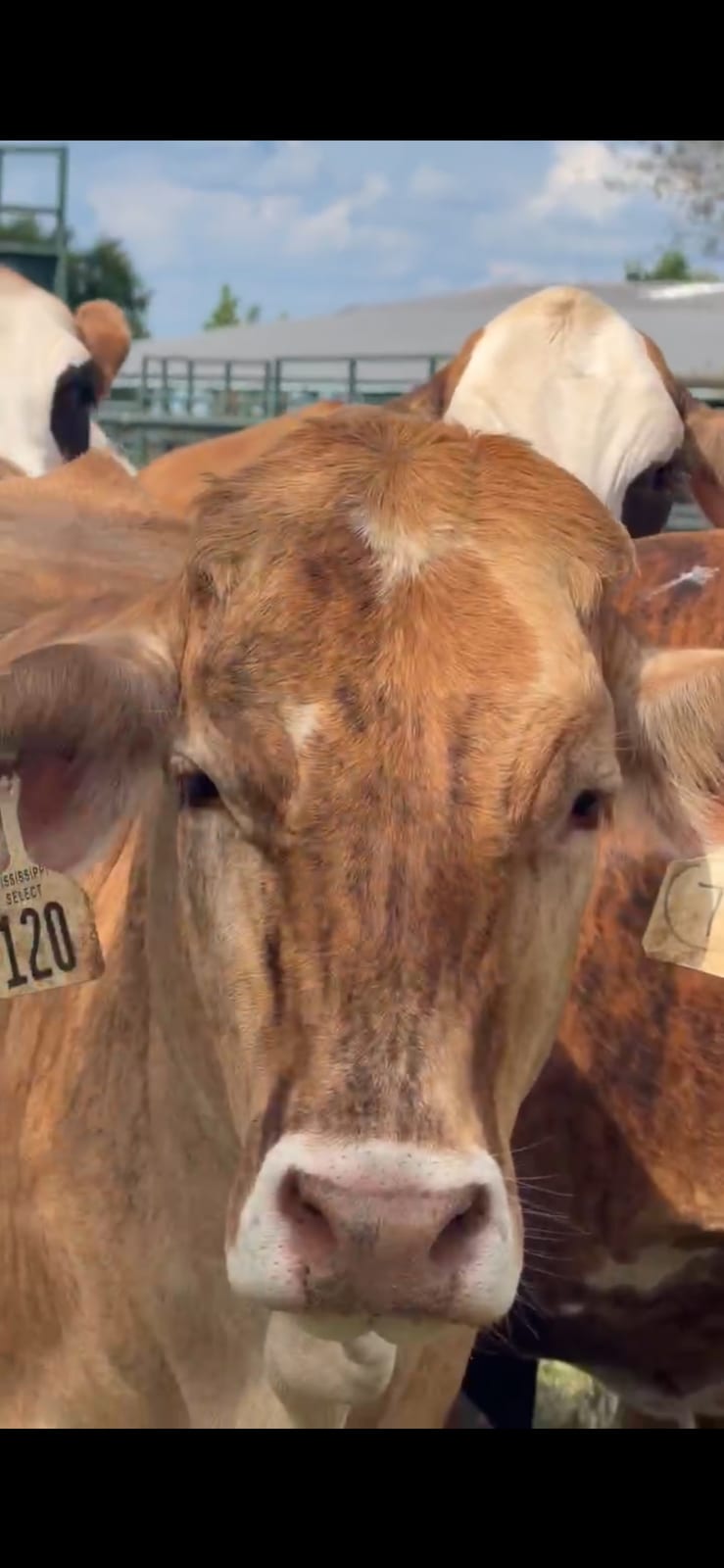 Tiga strip heifers  2